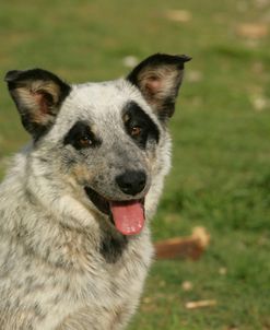 Australian Heeler 20