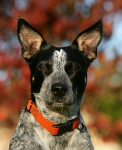 Australian Heeler 21