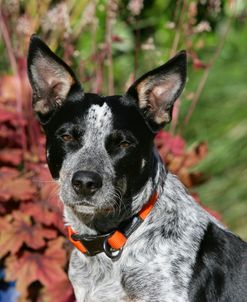 Australian Heeler 22