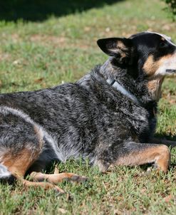 Australian Heeler 23