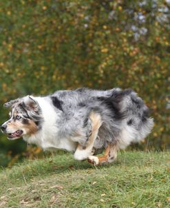 Australian Shepherd 09