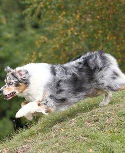 Australian Shepherd 10