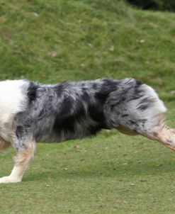 Australian Shepherd 11