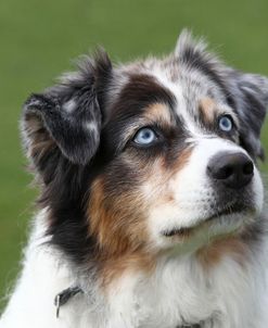 Australian Shepherd 12