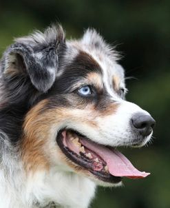 Australian Shepherd 13