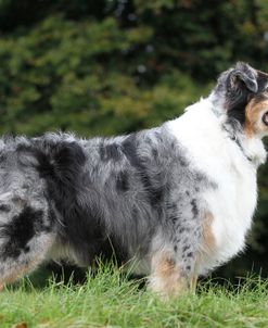 Australian Shepherd 14