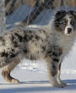 Australian Shepherd 05