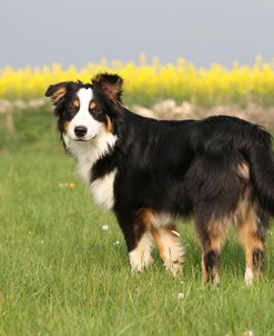 Australian Shepherd 06