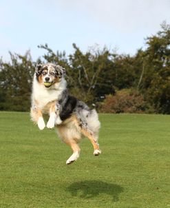 Australian Shepherd 07