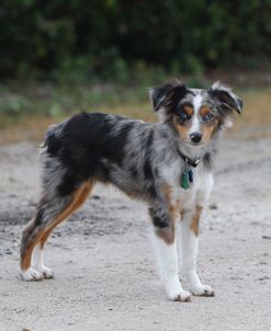 Australian Shepherd 08