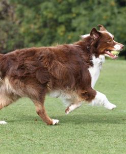 Australian Shepherd 19