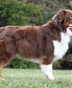 Australian Shepherd 20