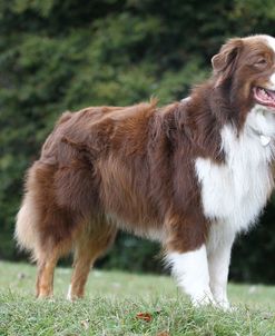 Australian Shepherd 21