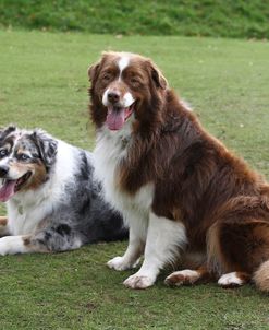 Australian Shepherd 22