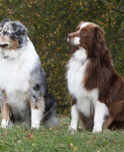 Australian Shepherd 23