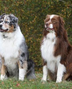 Australian Shepherd 24