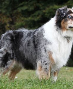 Australian Shepherd 15