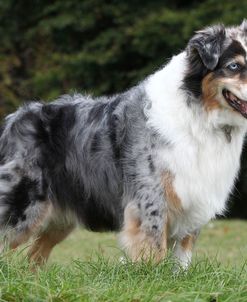 Australian Shepherd 16