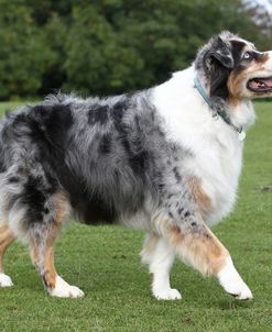 Australian Shepherd 17