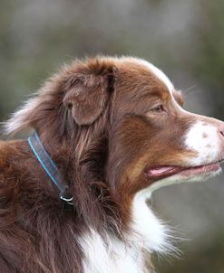 Australian Shepherd 18