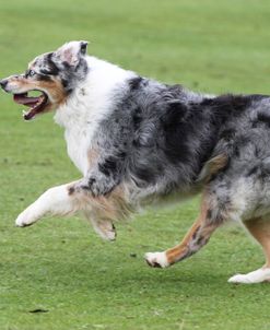 Australian Shepherd 29