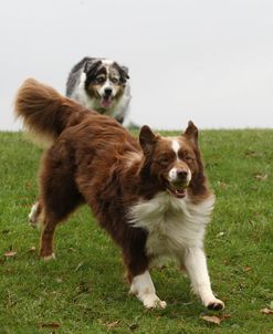 Australian Shepherd 30