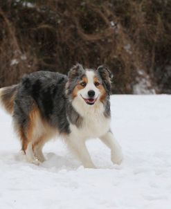 Australian Shepherd 31