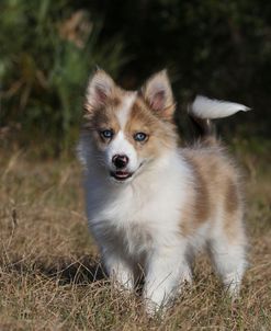 Australian Shepherd 32