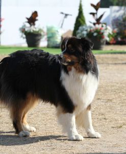 Australian Shepherd 33