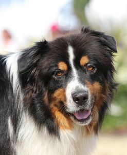 Australian Shepherd 34