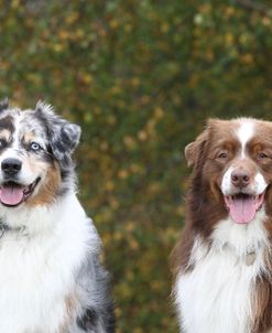 Australian Shepherd 25