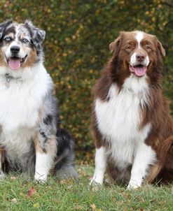 Australian Shepherd 26