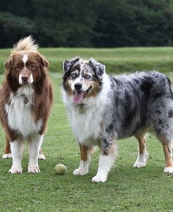 Australian Shepherd 27