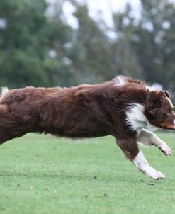 Australian Shepherd 28