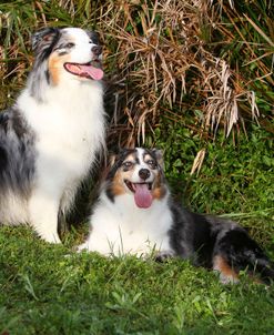 Australian Shepherd 39