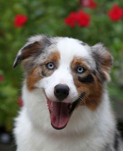 Australian Shepherd 40