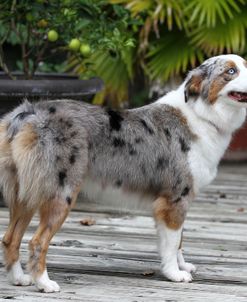 Australian Shepherd 41