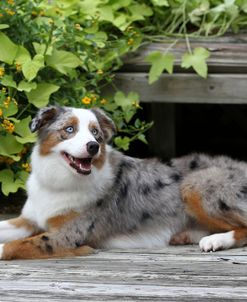 Australian Shepherd 42