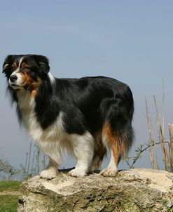 Australian Shepherd 43