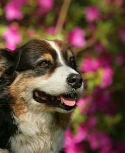 Australian Shepherd 44