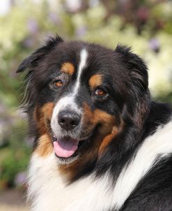 Australian Shepherd 35