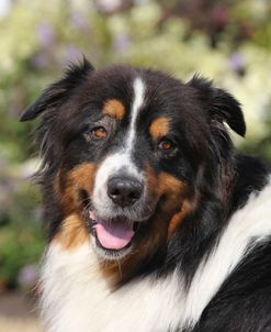 Australian Shepherd 36