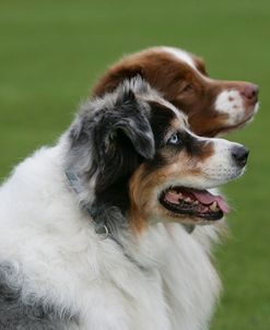 Australian Shepherd 49