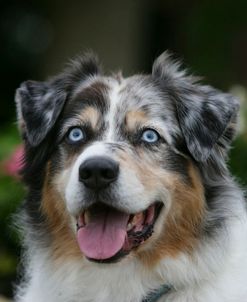 Australian Shepherd 50