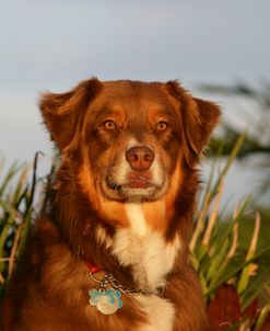 Australian Shepherd 52