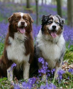 Australian Shepherd 53