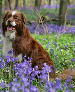 Australian Shepherd 54