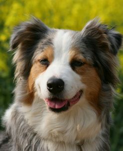 Australian Shepherd 45