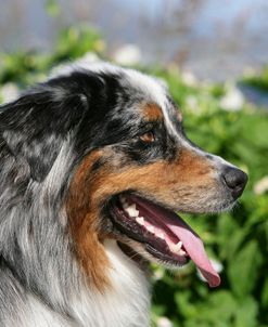 Australian Shepherd 46