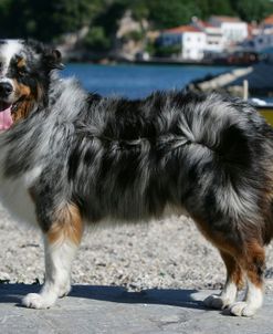 Australian Shepherd 47